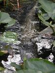 This gator was less than a foot away from me.  Luckily I was in the boat!