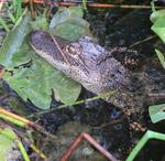 I had the urge to pull this twig off the gator´s nose.  But after seeing the gator´s teeth, I reconsidered.  (And my parents think I have no common sense!)