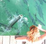 A tarpon jumping out of the water to eat the fish I was holding.