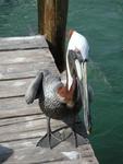 A pelican who swooped some of our fish.
