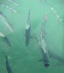 A tarpon making weird faces at me.