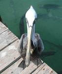 The pelican and I in a "stare-off."  He won.