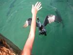 Feeding the tarpon, turned into feeding the pelicans.