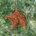Be careful not to step on the starfish that freckle the shallow water.