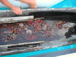 An "ulu" comes by at least once a day with fresh offerings from the sea.  These crabs sold for one dollar each.