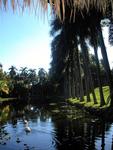 The Bonnet House, a tourist trap nestled in beautiful scenery.