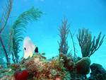 Foureye butterflyfish.