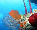 The rainbows under the sea reside in the coral formations.