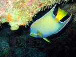 A Queen angelfish.