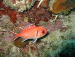 Longjaw squirrelfish.