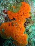 Orange blob coral (*not technical name.)