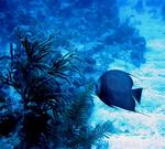 Curious angel fish.