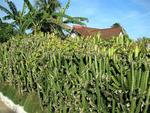 A "Dutch" house enveloped by cacti shrubs.