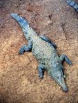 Here´s a croc that needs a bath!