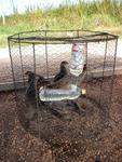 These birds are being fed by a bottle of rum.  Aren´t they too young to drink? 