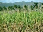Valleys of sugar cane are surrounded by tropical palms.