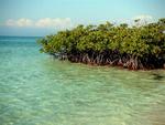 Mangroves near the sea.