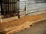 Peanuts drying on the side of the road.