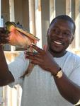 It's fairly easy to tell that this Conch is a male.