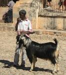 A typical sight, a man takes his pet goat for an early morning walk.