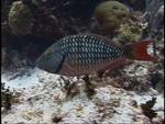 This stoplight parrotfish stopped for the photo. *