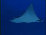 An Eagle ray soars like a bird through the sea. *