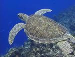 Green turtle. *