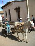 Why drive a car that pollutes when you can drive a horse that makes manure?