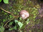 Everything grows to obsene sizes in the rainforest--especially snails, snakes and spiders.