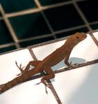 Our little shower buddy.  *Photo by Joanne.