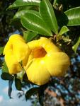 Yellow flowers sprinkle our garden with sunshine.  *Photo by Joanne.