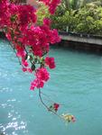 A strand of Bougainvillea spills over the dock.