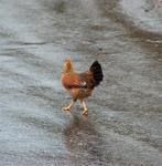 In Culebra it is still safe for chickens to cross the road. *Photo by Stan.
