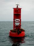 It is impossible to sail by seals without mimicking the seal sound.
