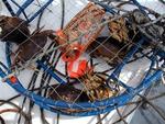 Sweet Dungeness crab.