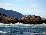 That rock is alive with seals.