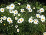 Wild daisies.