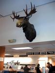 You know you're in Alaska when there's a moose-head in the terminal.