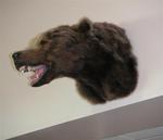 The first bear I saw in Alaska!