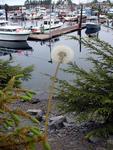 Sitka's harbor is just dandy.