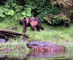 You never know when you're going to run into an Alaskan Brown Bear.