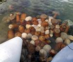 Gliding in the dinghy over sea anemones. *Photo by Dave.