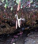 A sea star hangs on for life.