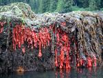 Without water, the sea anemones look just yucky.