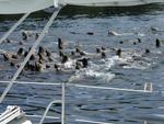 Seals!  *Photo by Rick