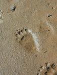 Bear Tracks. *Photo by Rick