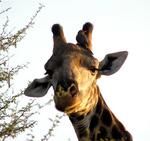 A giraffe checks us out.