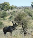 Kudu (We ate that!)