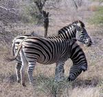 Zebras are cool.