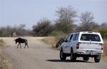 Animals always have the right-of-way.